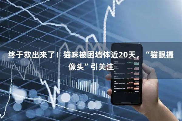 终于救出来了！猫咪被困墙体近20天，“猫眼摄像头”引关注